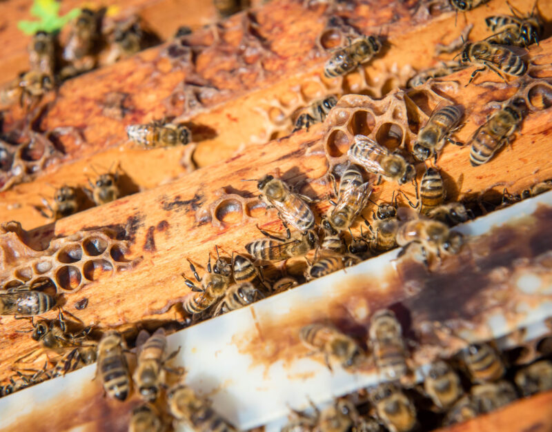 A close up of several bees in a colony.